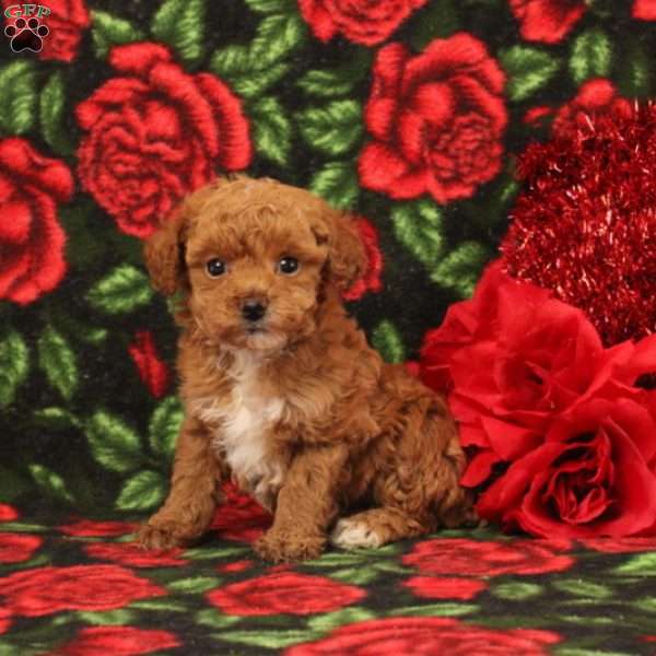 Sarah, Miniature Poodle Puppy